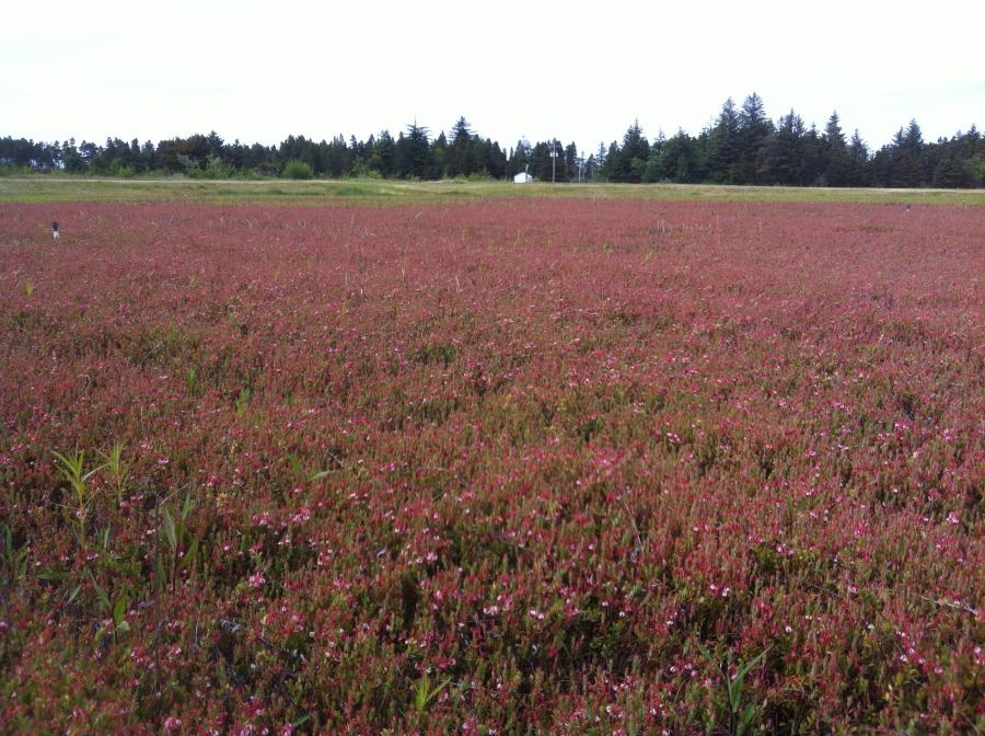 6 05 12 Bog 22 5 Oregon Cranberry Growers Association